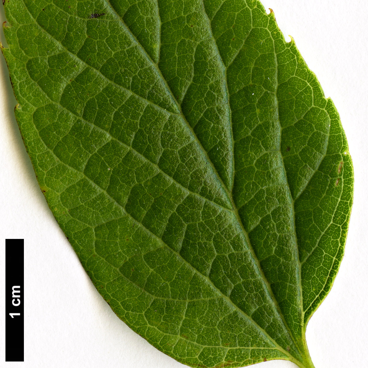 High resolution image: Family: Cannabaceae - Genus: Celtis - Taxon: occidentalis - SpeciesSub: var.  pumila